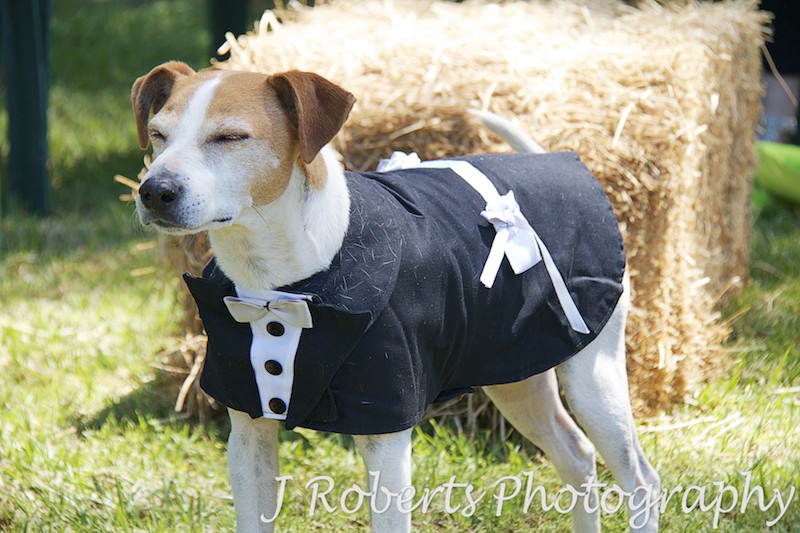 A dog in a waistcoat - Party Photography Sydney